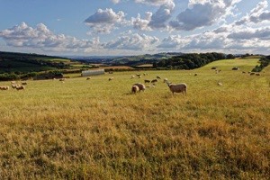 henbere farm, bed breakfast bickleigh, bed breakfast tiverton, accommodation bickleigh, accommodation tiverton